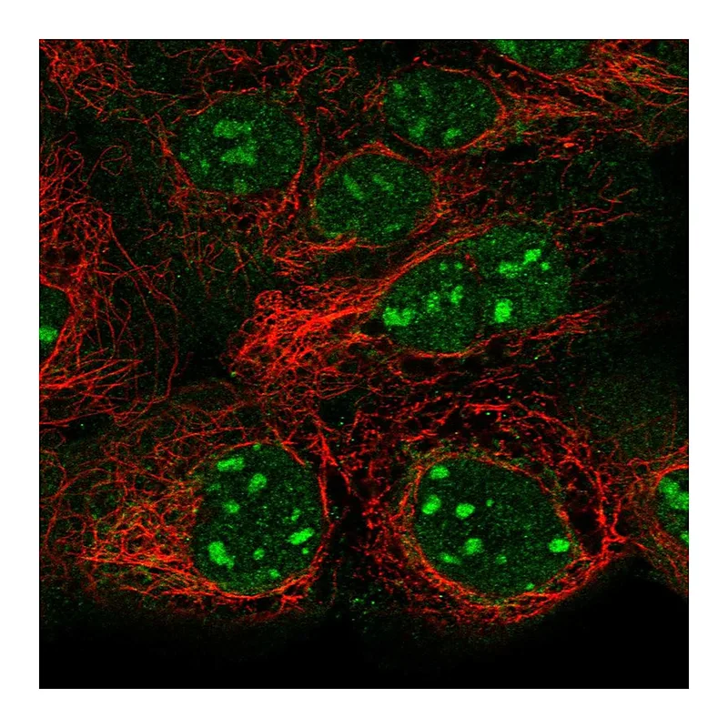 Atlas Antibodies Anti-SNAPC1 Antibody