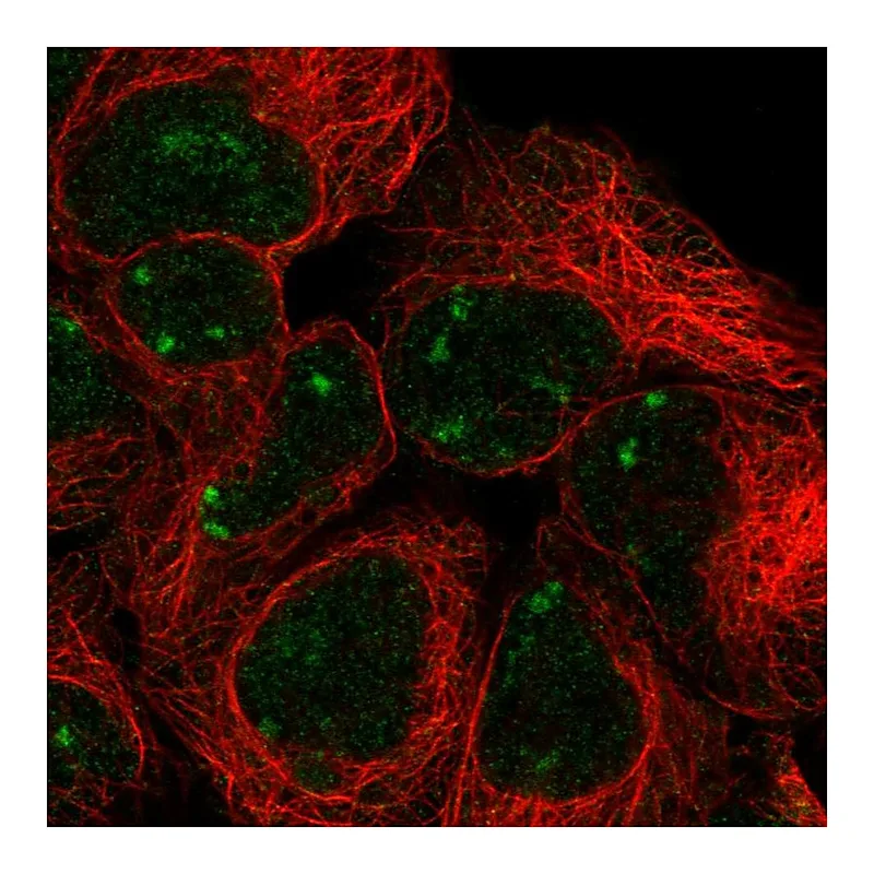 Atlas Antibodies Anti-SNAPC2 Antibody