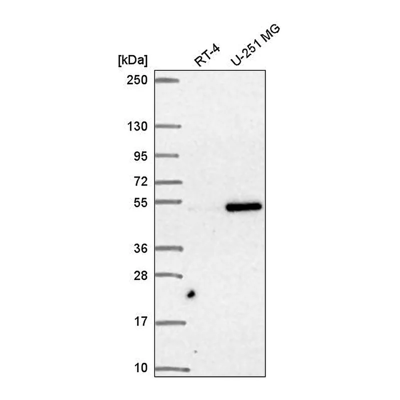 Atlas Antibodies Anti-SNAPC3 Antibody