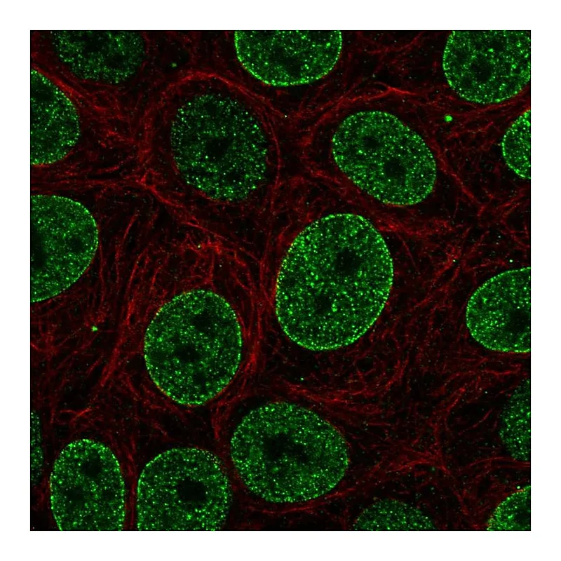 Atlas Antibodies Anti-SNAPC4 Antibody