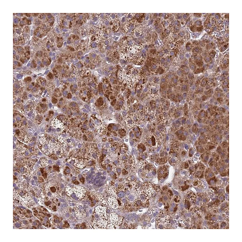 Atlas Antibodies Anti-SNAPC4 Antibody
