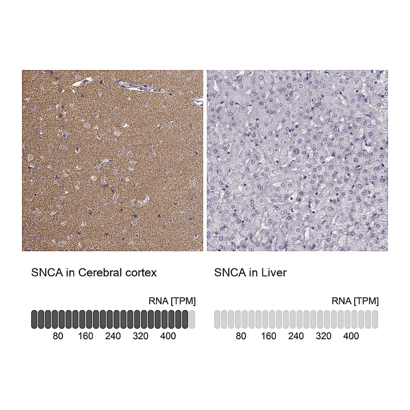 Atlas Antibodies Anti-SNCA Antibody