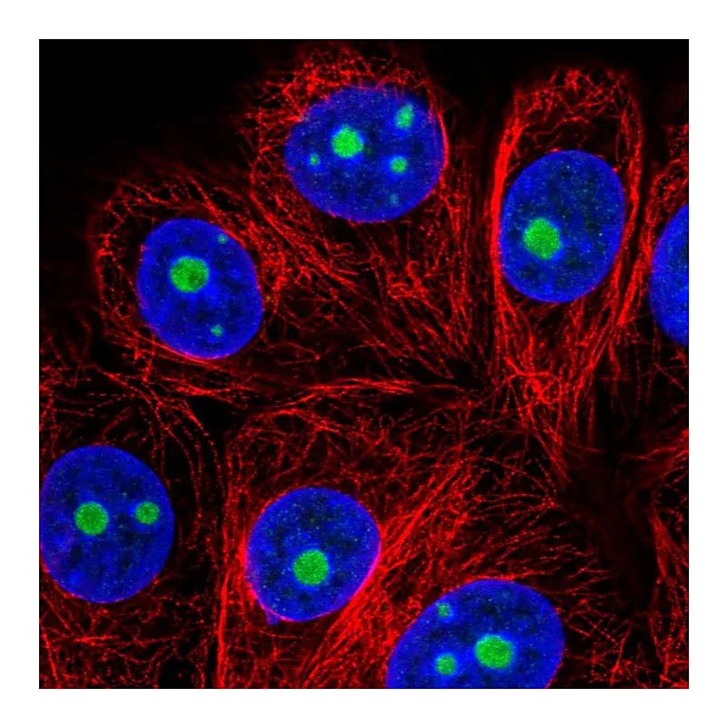 Atlas Antibodies Anti-SNRNP35 Antibody