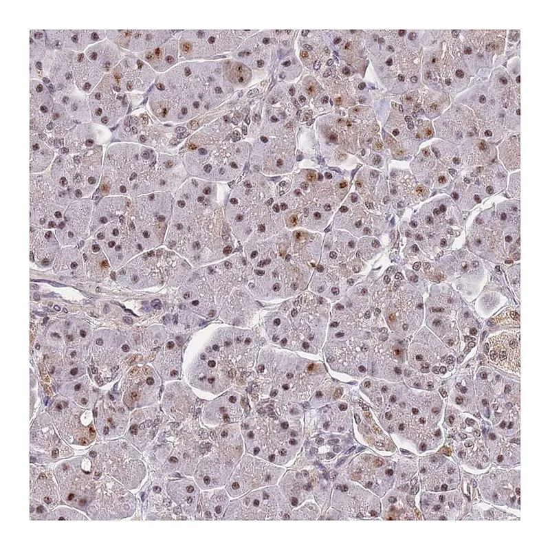 Atlas Antibodies Anti-SNRPA1 Antibody