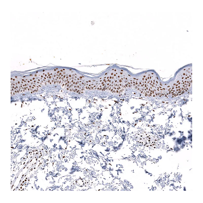 Atlas Antibodies Anti-SNRPB Antibody
