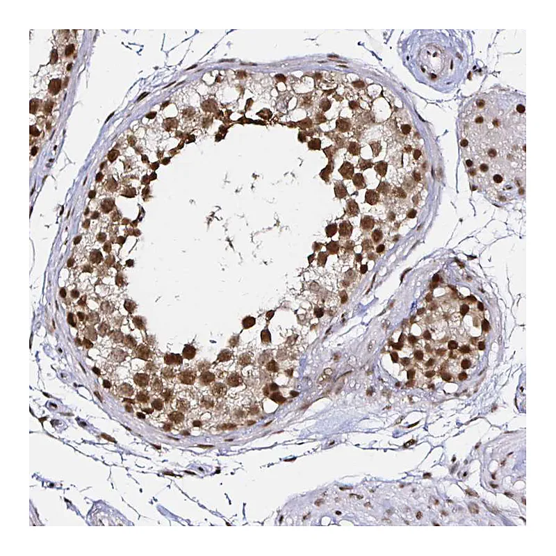 Atlas Antibodies Anti-SNRPC Antibody