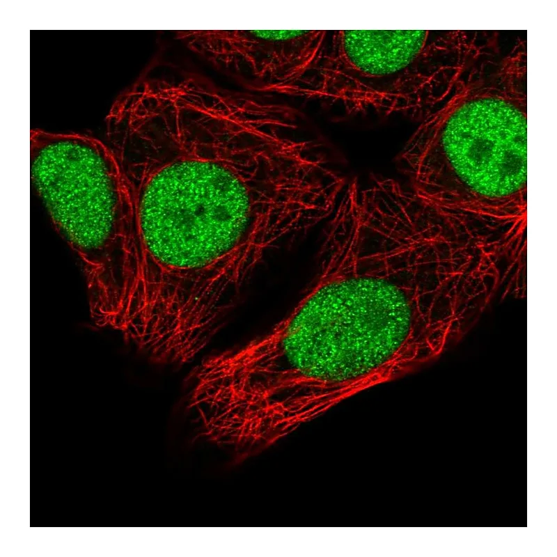 Atlas Antibodies Anti-SNRPC Antibody