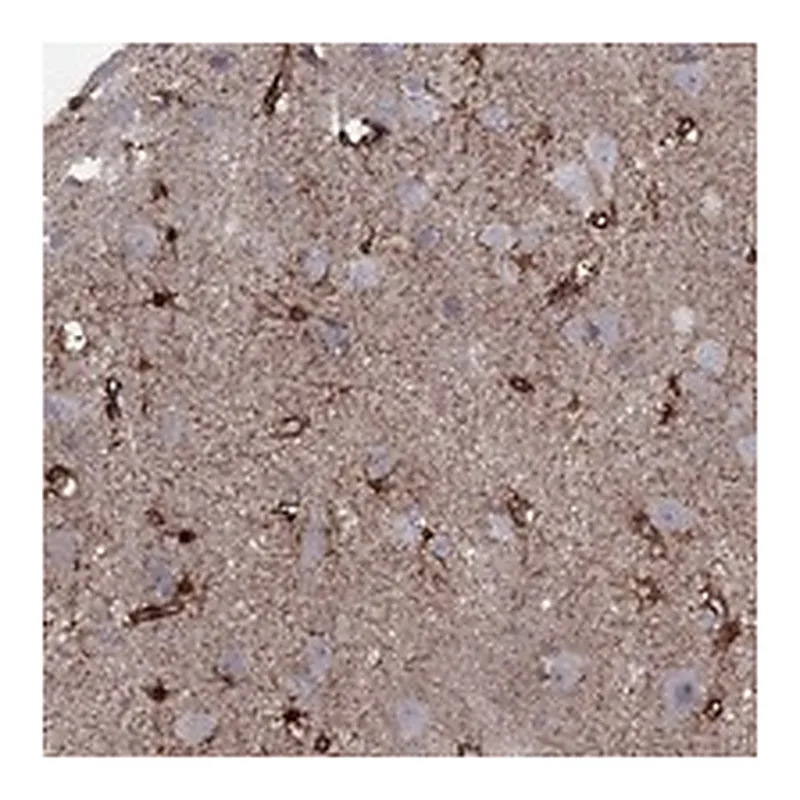 Atlas Antibodies Anti-SNTA1 Antibody