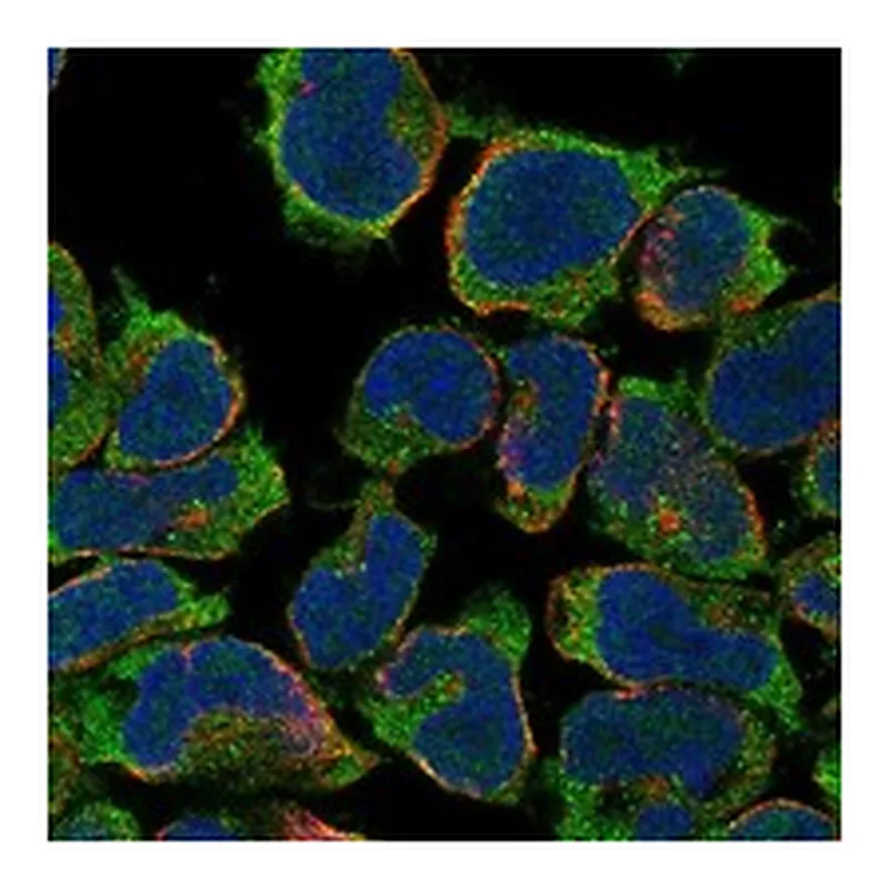 Atlas Antibodies Anti-SNTG2 Antibody