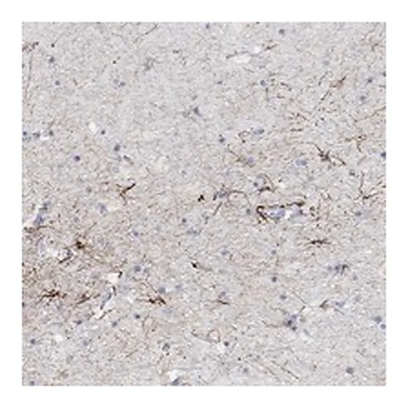 Atlas Antibodies Anti-SNTG2 Antibody