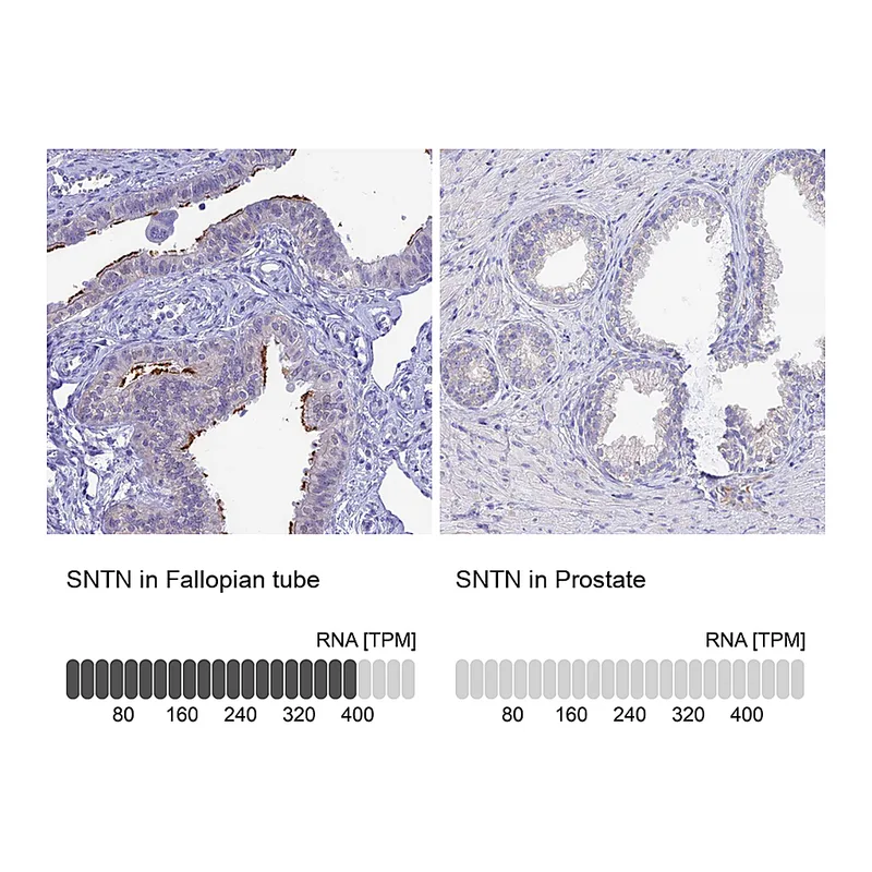 Atlas Antibodies Anti-SNTN Antibody