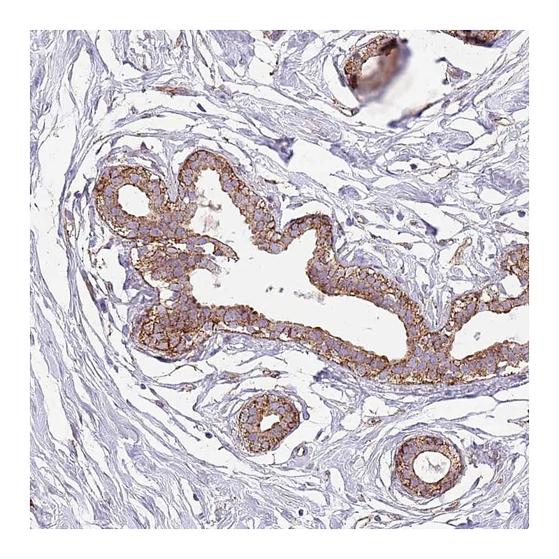 Atlas Antibodies Anti-SNX1 Antibody