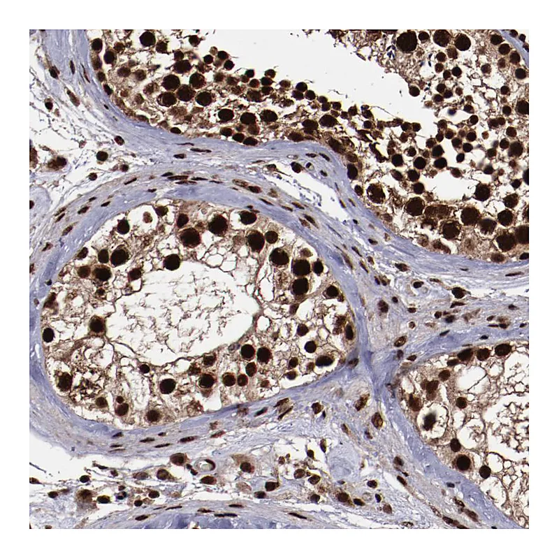 Atlas Antibodies Anti-SNW1 Antibody