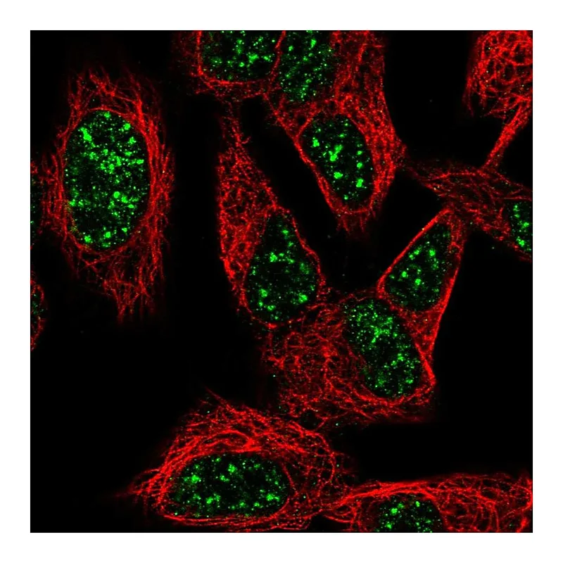 Atlas Antibodies Anti-SNURF Antibody