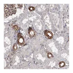 Atlas Antibodies Anti-SNX18 Antibody