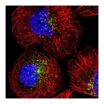 Atlas Antibodies Anti-SNX17 Antibody