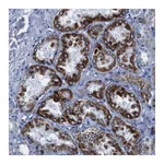 Atlas Antibodies Anti-SNX19 Antibody