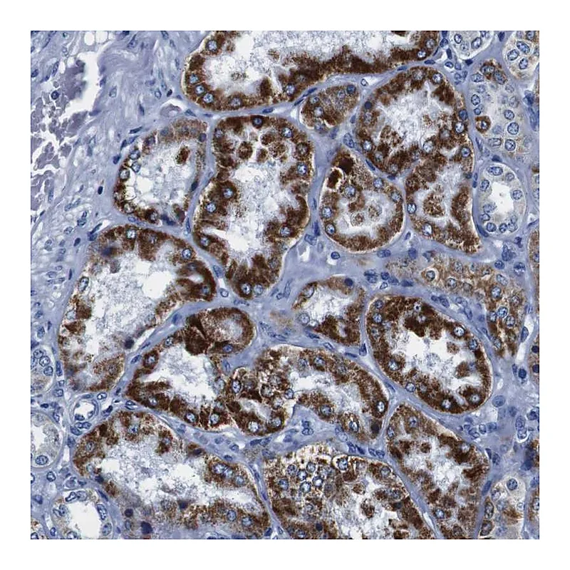 Atlas Antibodies Anti-SNX19 Antibody