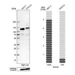 Atlas Antibodies Anti-SNX29 Antibody