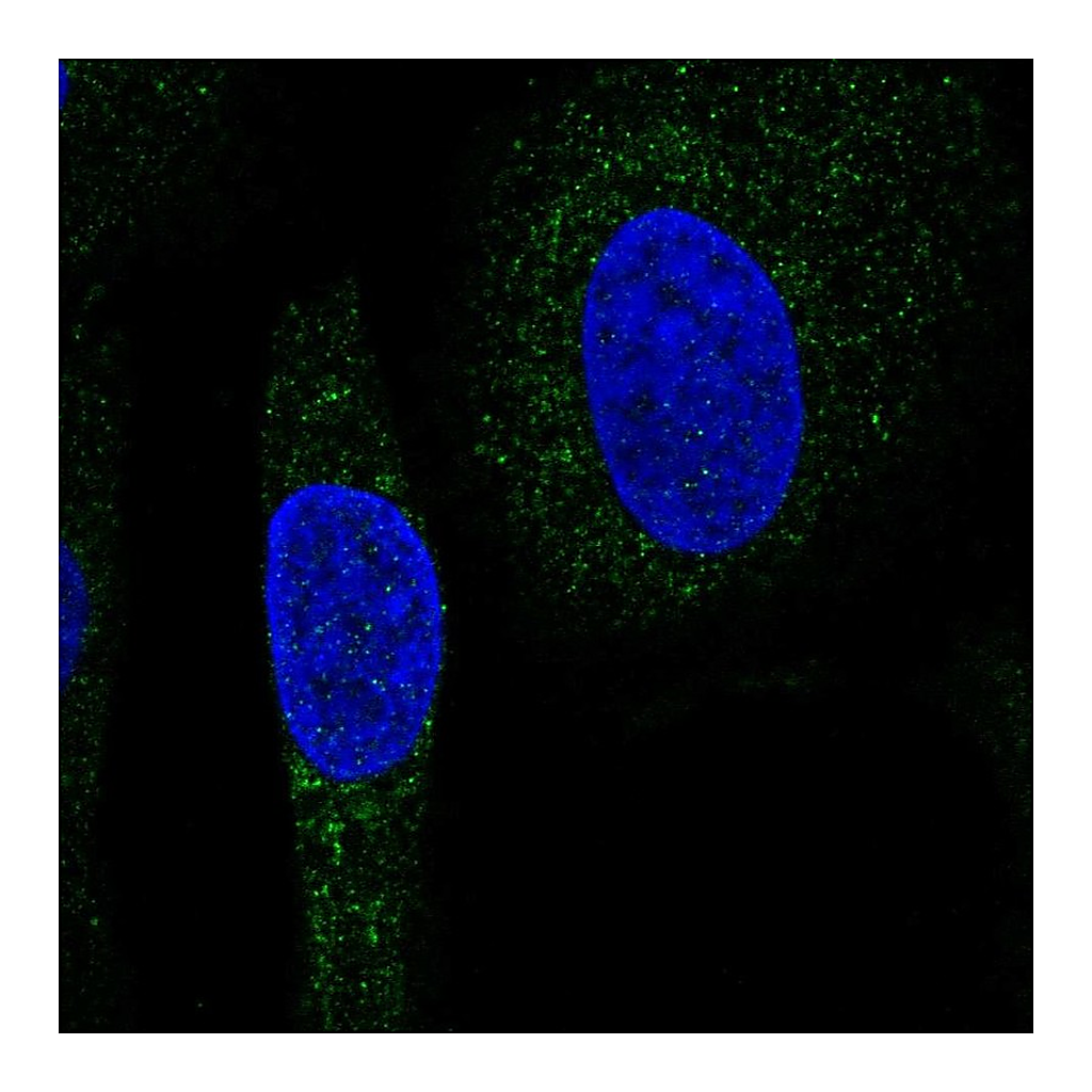 Atlas Antibodies Anti-SNX24 Antibody