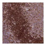 Atlas Antibodies Anti-SNX21 Antibody