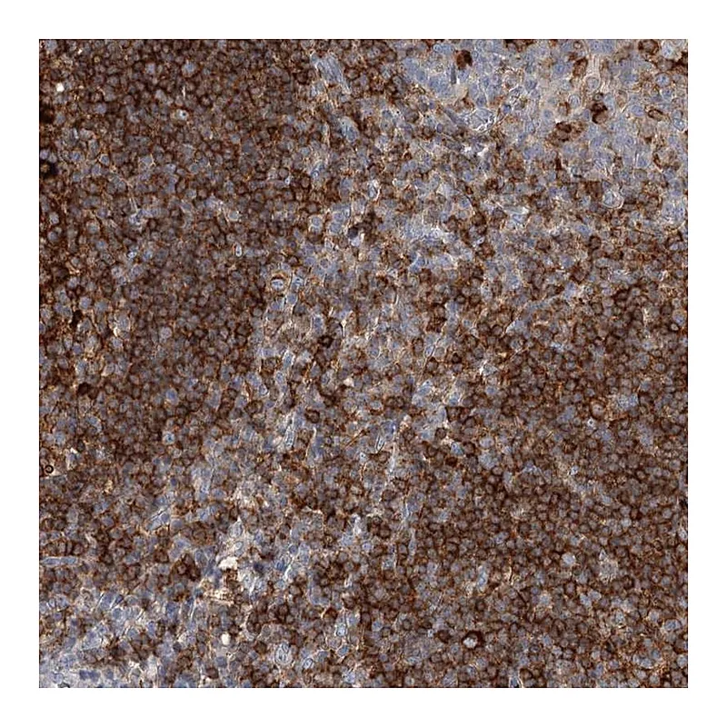 Atlas Antibodies Anti-SNX22 Antibody