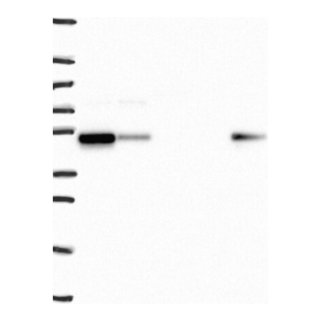 Atlas Antibodies Anti-SNX5 Antibody