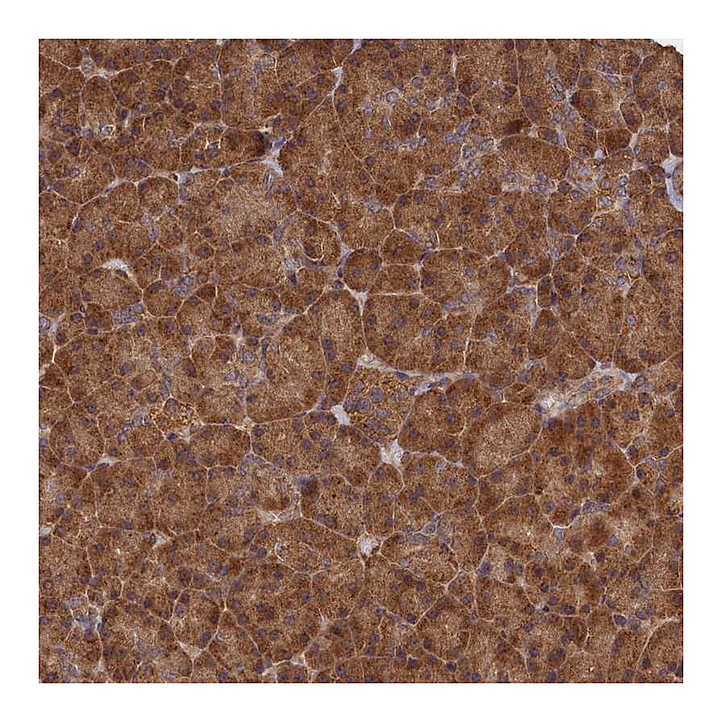 Atlas Antibodies Anti-SNX33 Antibody