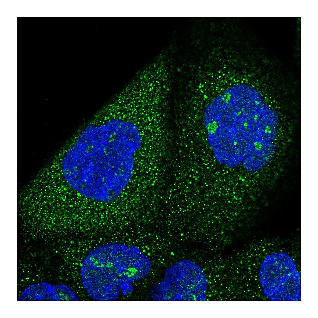 Atlas Antibodies Anti-SNX7 Antibody
