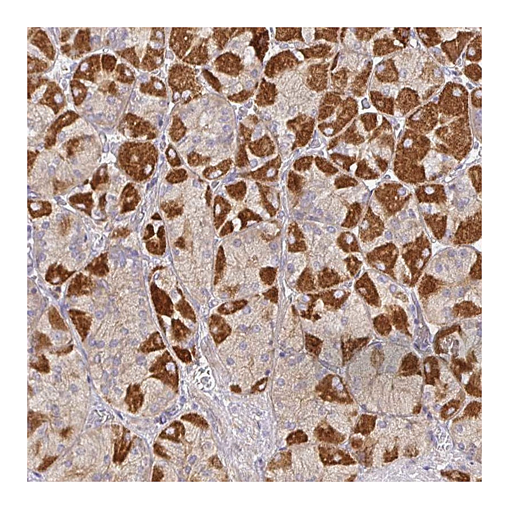 Atlas Antibodies Anti-SNX8 Antibody