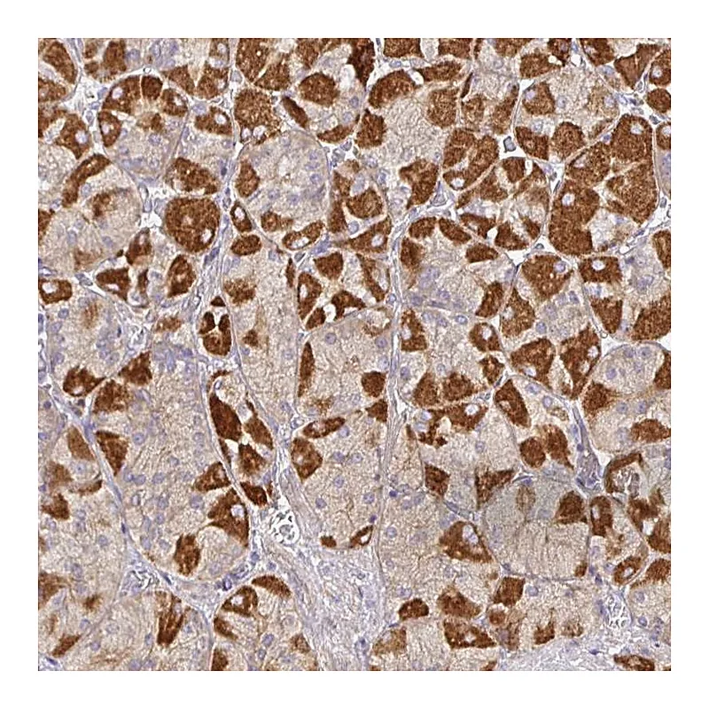 Atlas Antibodies Anti-SNX8 Antibody