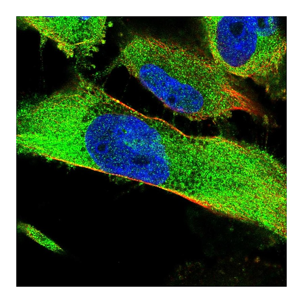 Atlas Antibodies Anti-SNX9 Antibody