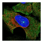 Atlas Antibodies Anti-SOCS3 Antibody