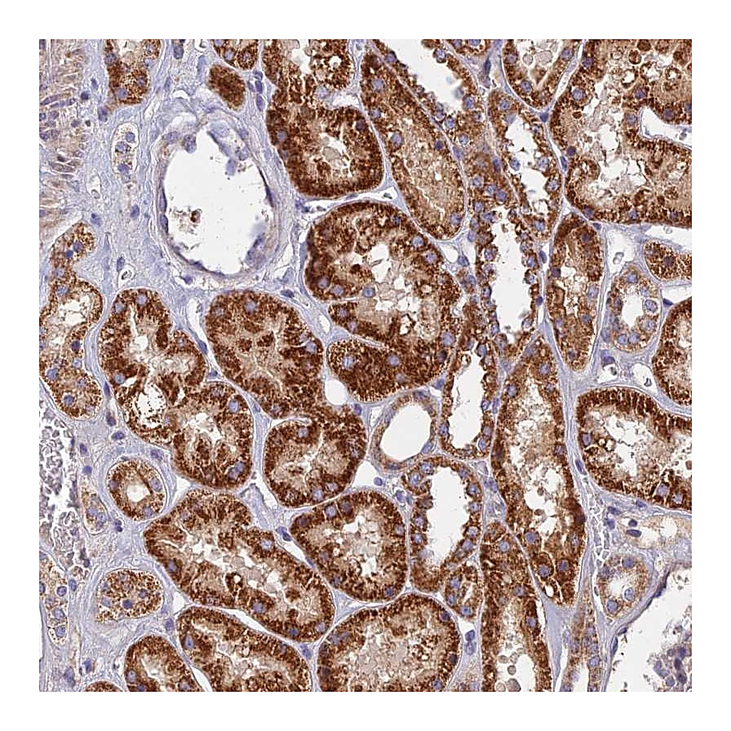 Atlas Antibodies Anti-SOGA1 Antibody