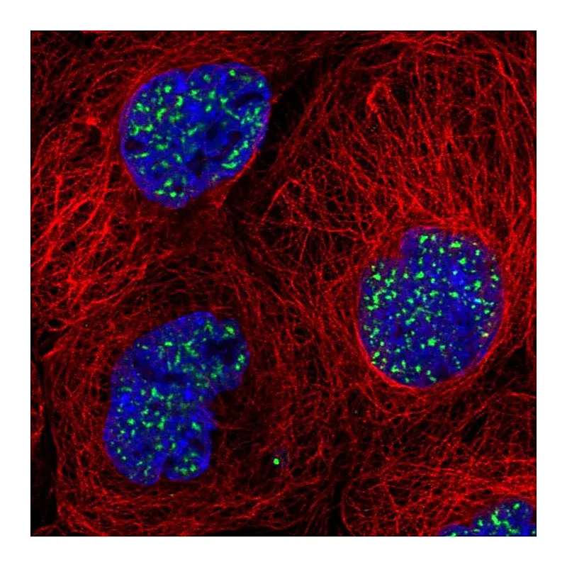 Atlas Antibodies Anti-SON Antibody