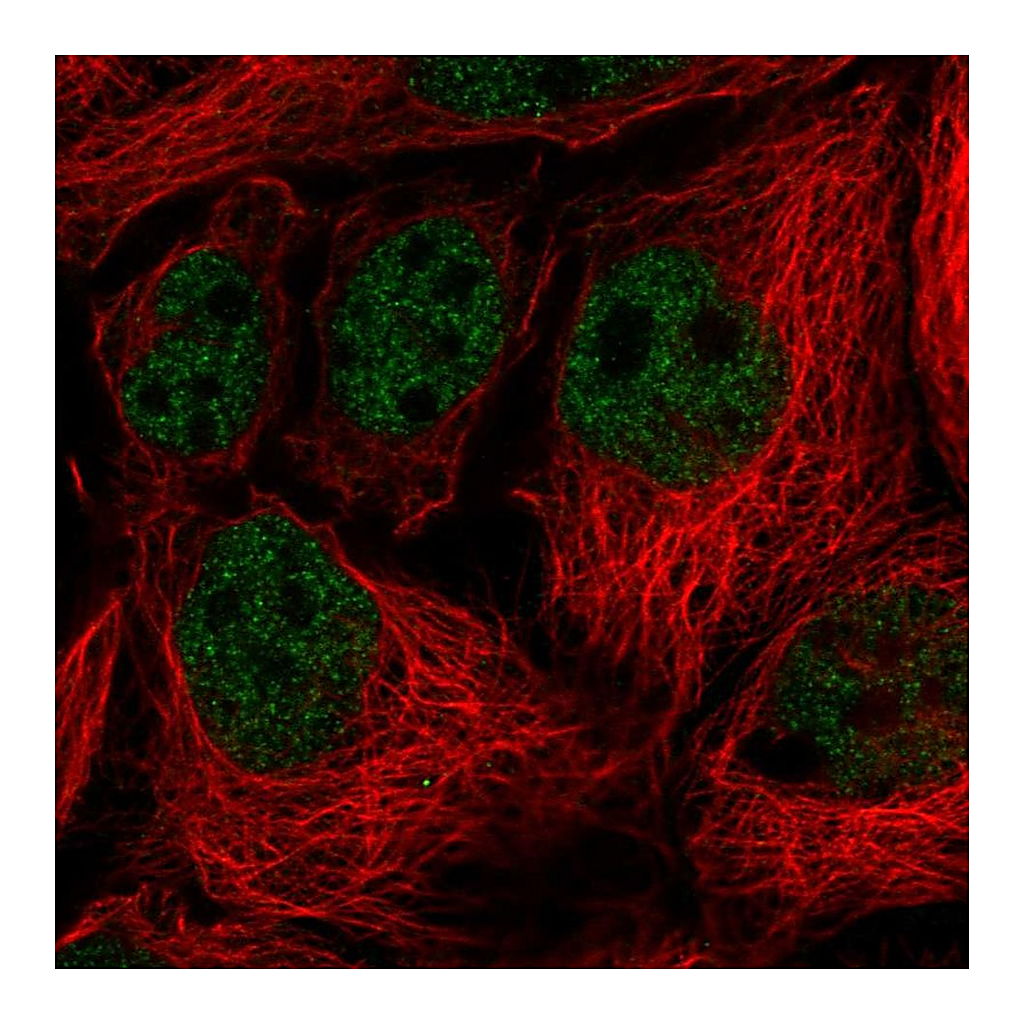 Atlas Antibodies Anti-SORBS3 Antibody