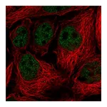 Atlas Antibodies Anti-SORBS3 Antibody
