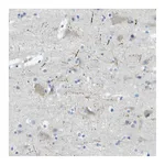 Atlas Antibodies Anti-SORCS1 Antibody