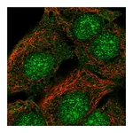 Atlas Antibodies Anti-SORCS2 Antibody