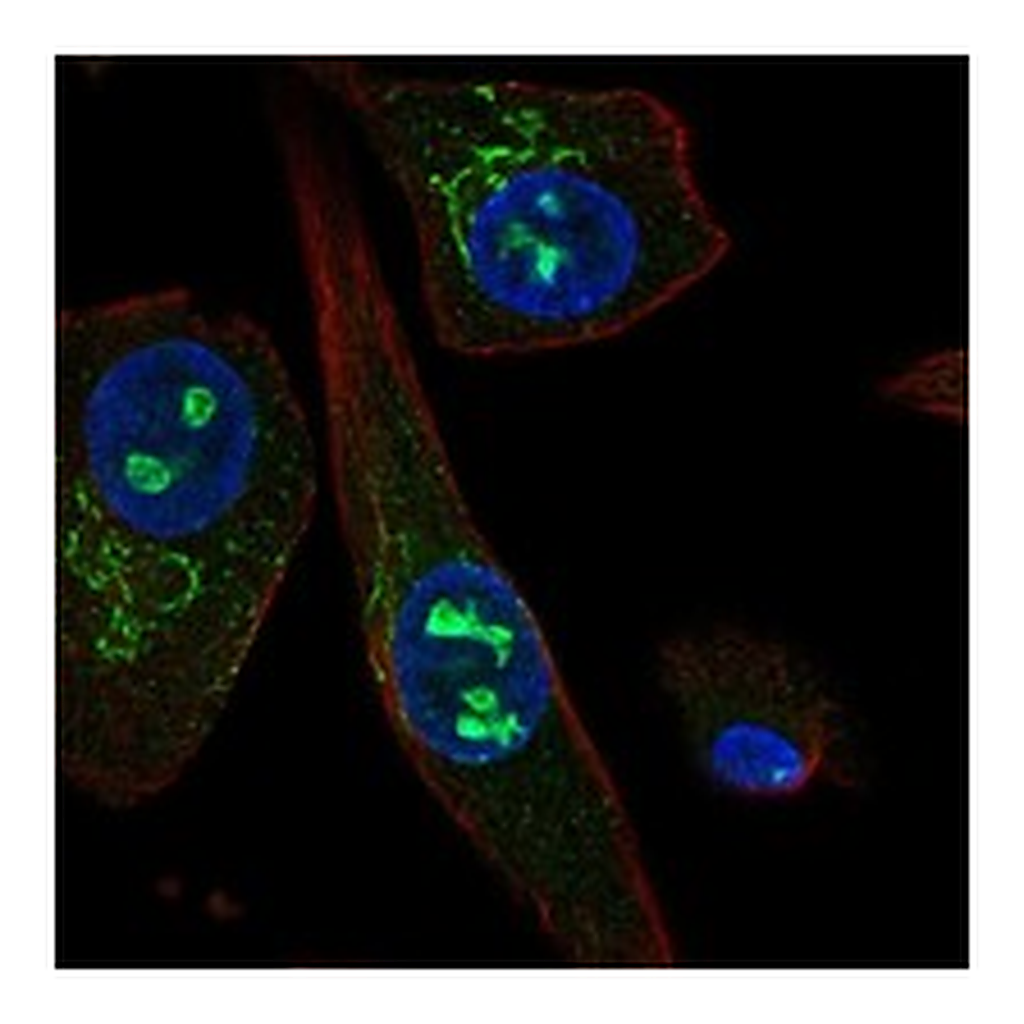Atlas Antibodies Anti-SOSTDC1 Antibody