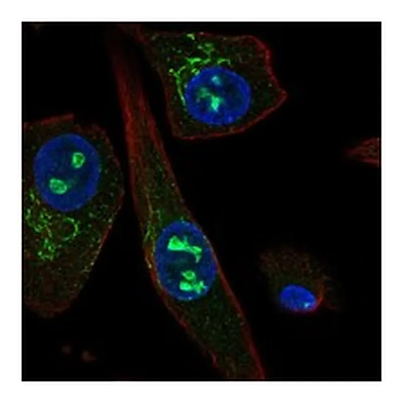 Atlas Antibodies Anti-SOSTDC1 Antibody