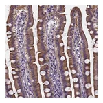 Atlas Antibodies Anti-SOWAHA Antibody