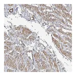 Atlas Antibodies Anti-SOWAHD Antibody
