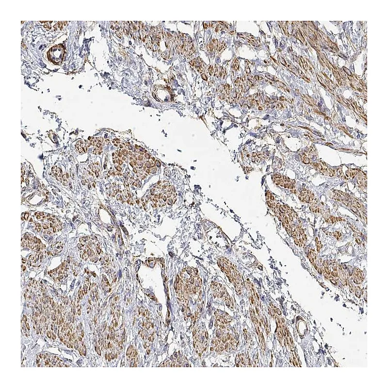 Atlas Antibodies Anti-SOWAHD Antibody
