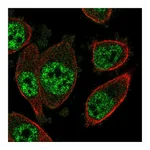 Atlas Antibodies Anti-SOX12 Antibody