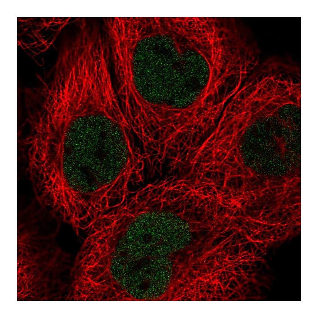 Atlas Antibodies Anti-SOX13 Antibody