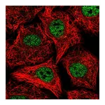 Atlas Antibodies Anti-SOX12 Antibody