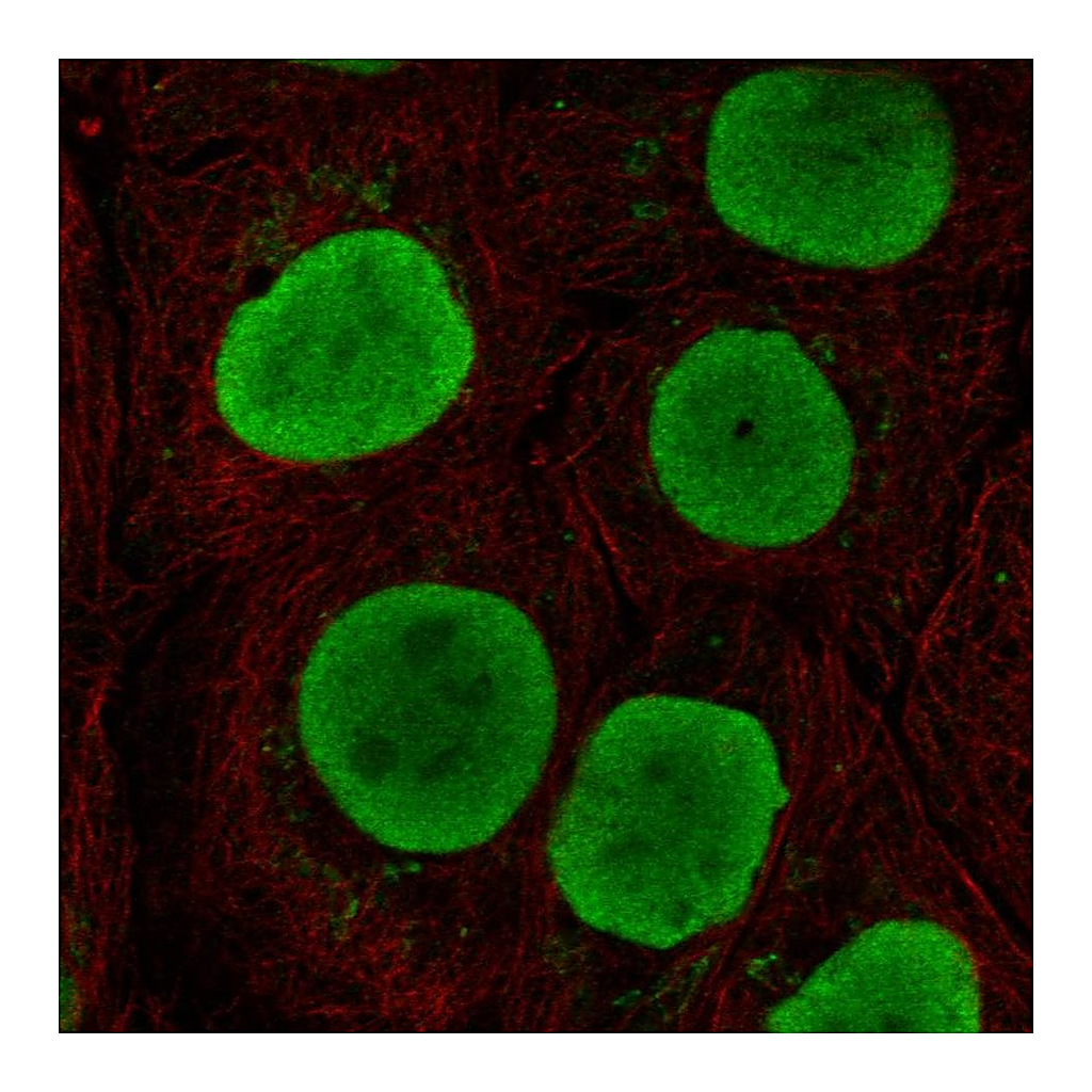 Atlas Antibodies Anti-SOX15 Antibody