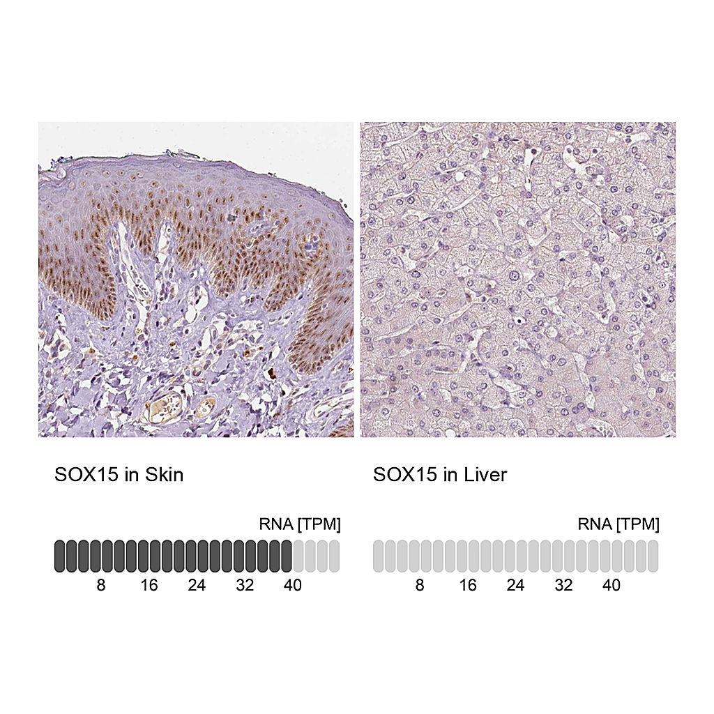 Atlas Antibodies Anti-SOX15 Antibody