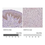 Atlas Antibodies Anti-SOX15 Antibody